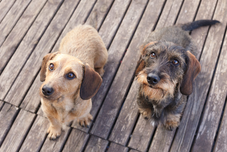 Dos perros miran curiosos a una persona que llama su atención tras la cámara